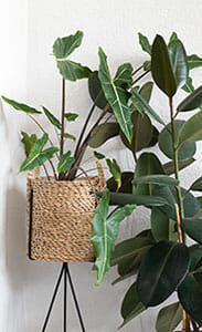 Nordic 2. materials - Indoor vegetation