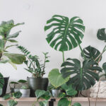 Nordic Complementary accessories-Indoor vegetation