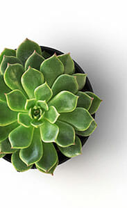 modern Indoor vegetation